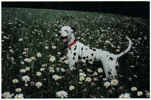 Relieving a Dog's Sore Hips